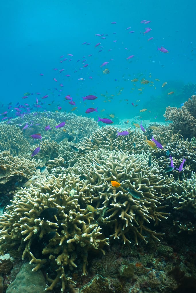 Anthias swarming a healthy reef
