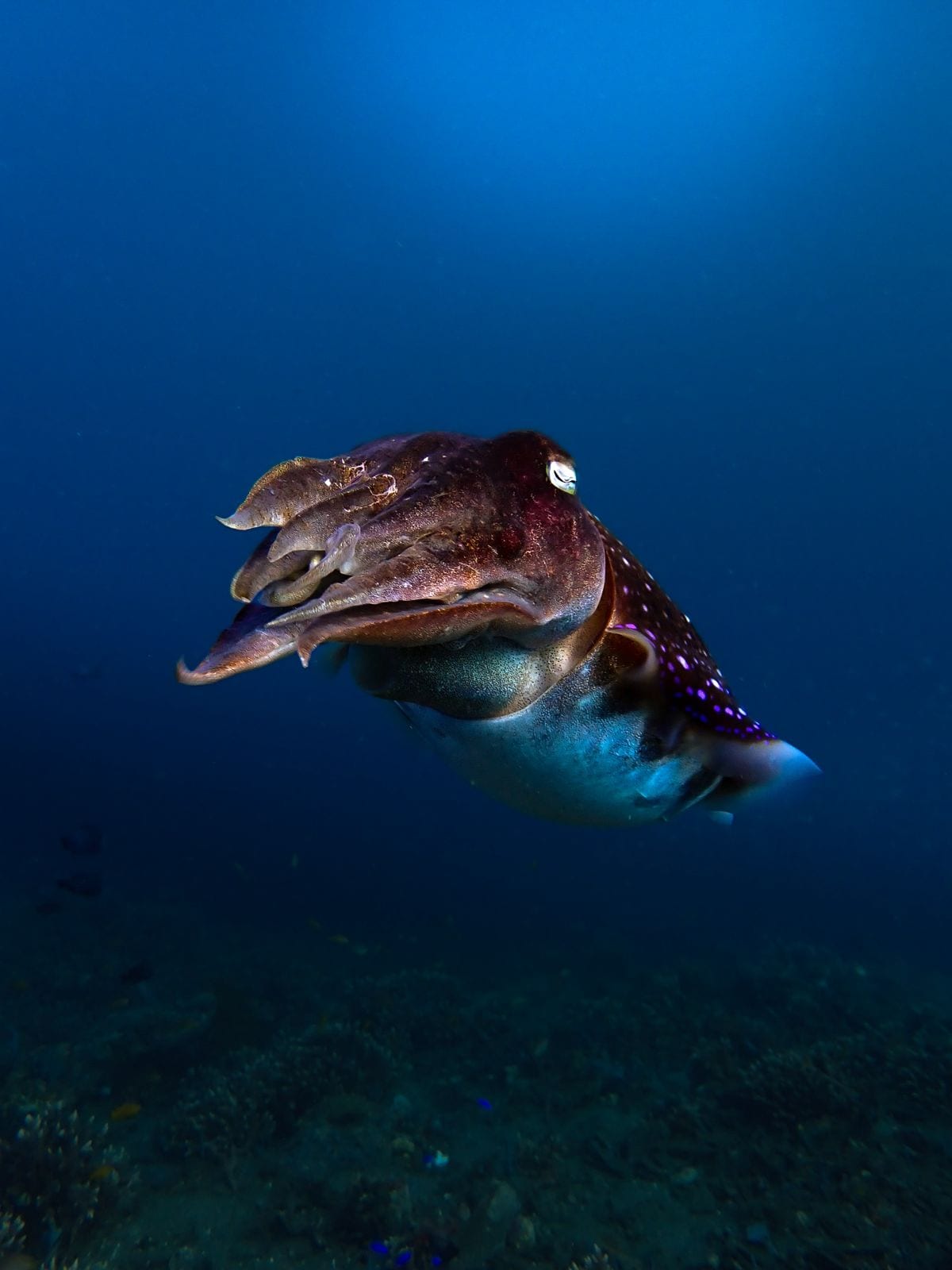 A broadhead cuttlefish hovering over the sand