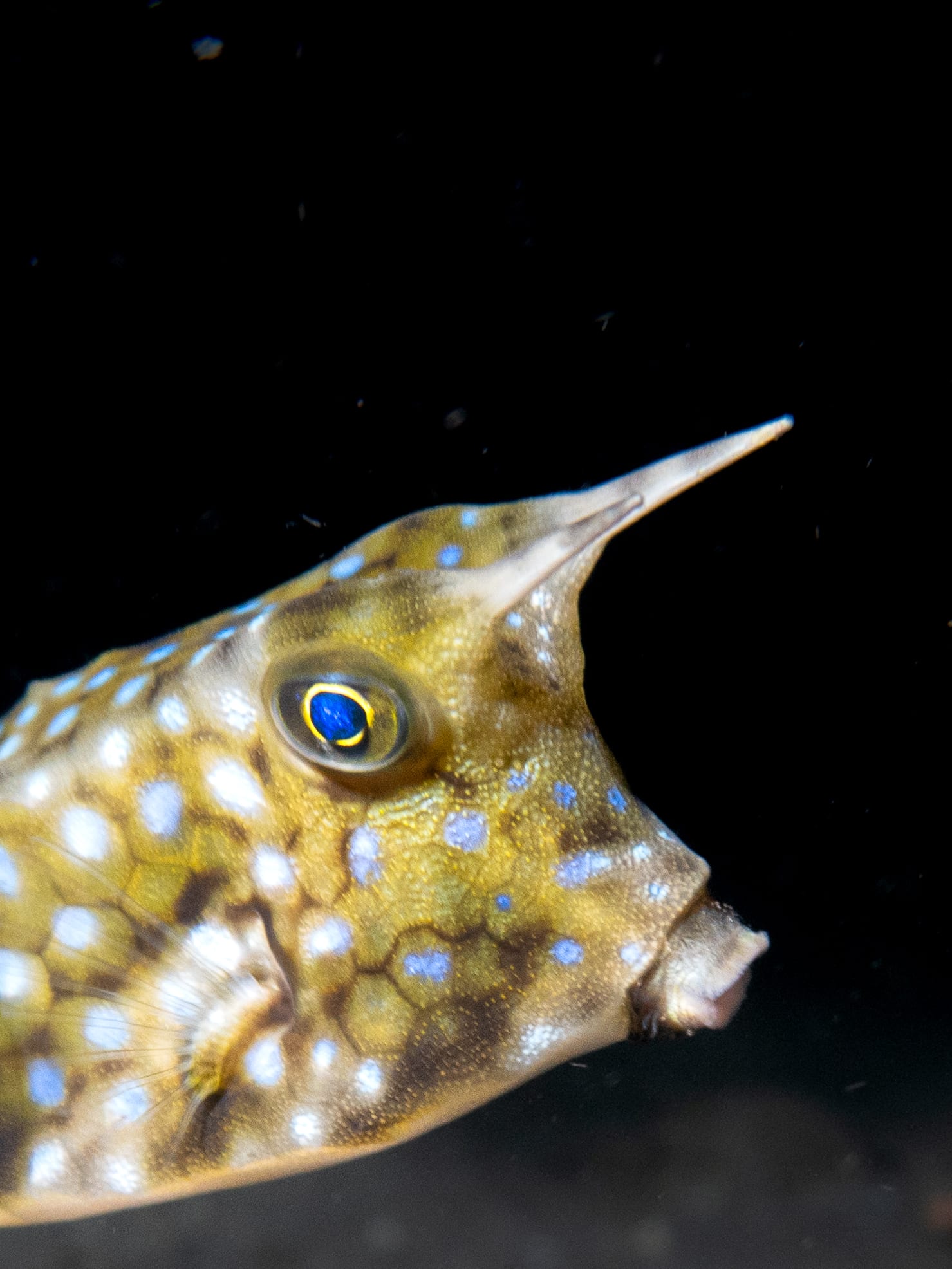 A cowfish picked out by torchlight on a night dive