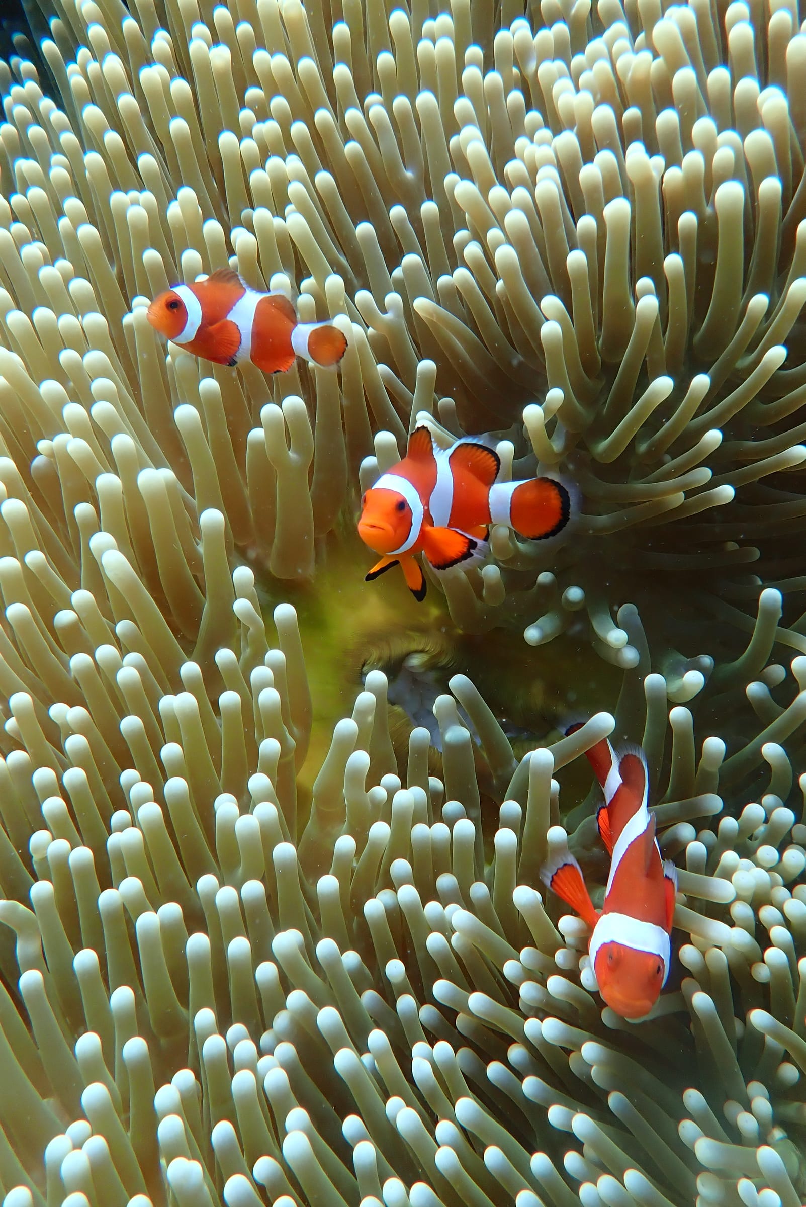 A clownfish in its anemone, Dauin