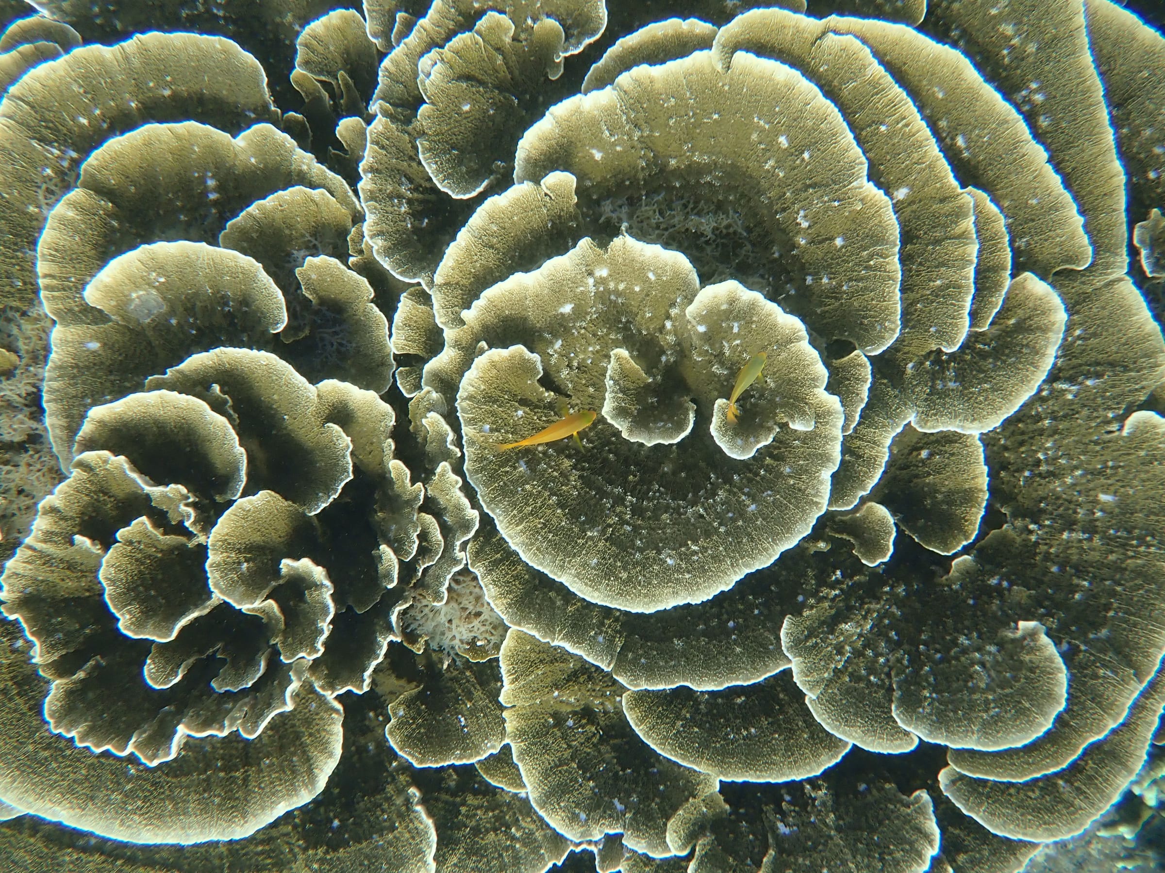 Coral gardens, Dauin