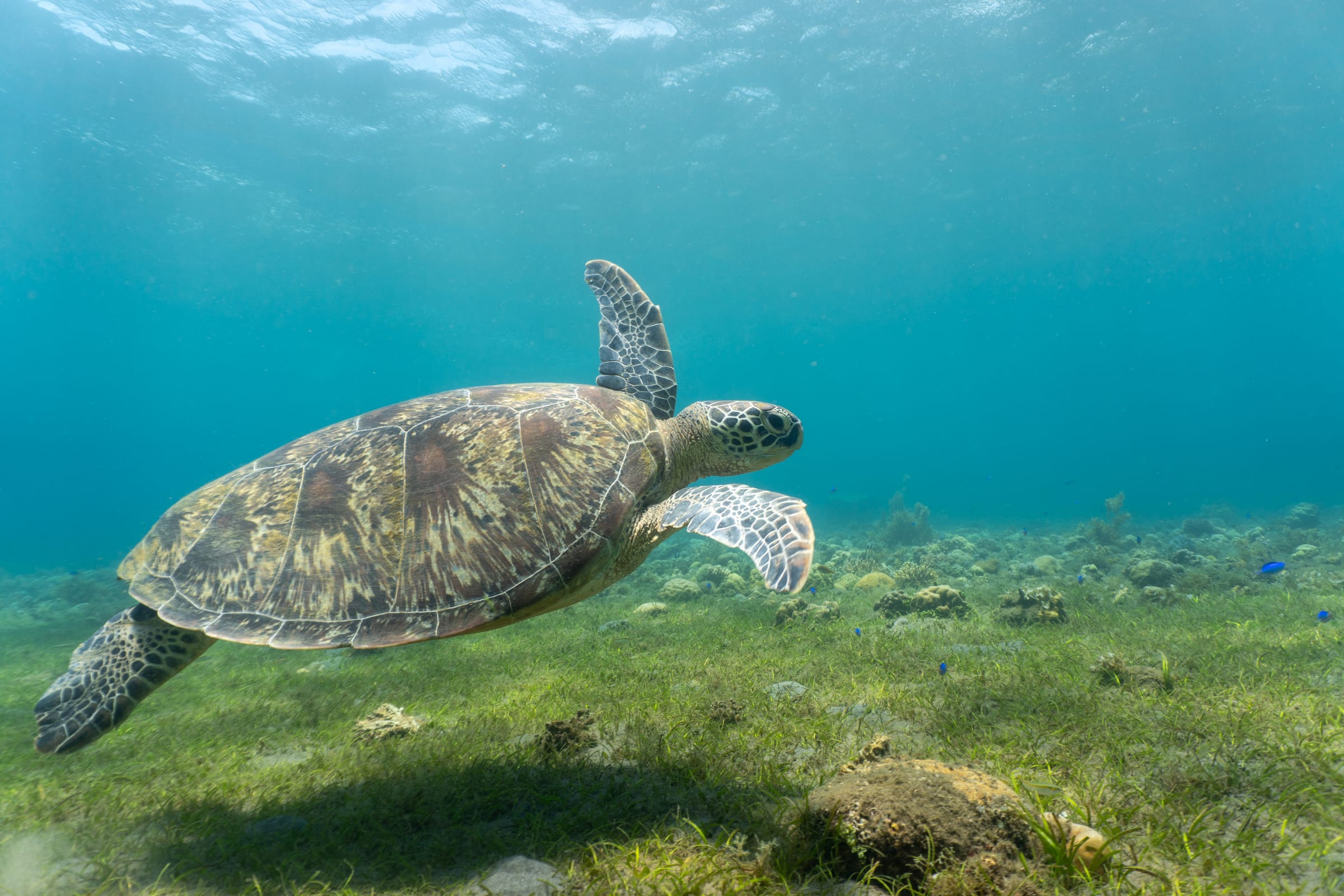 A green turtle over the reef, Apo Island