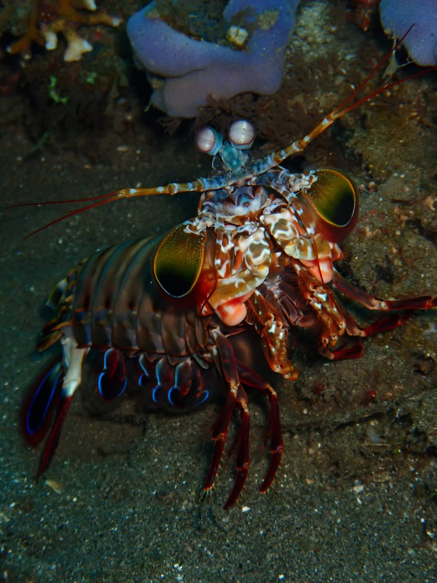 A mantis shrimp on the sand, Dauin