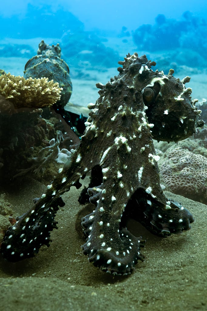 A pair of octopus out on the reef