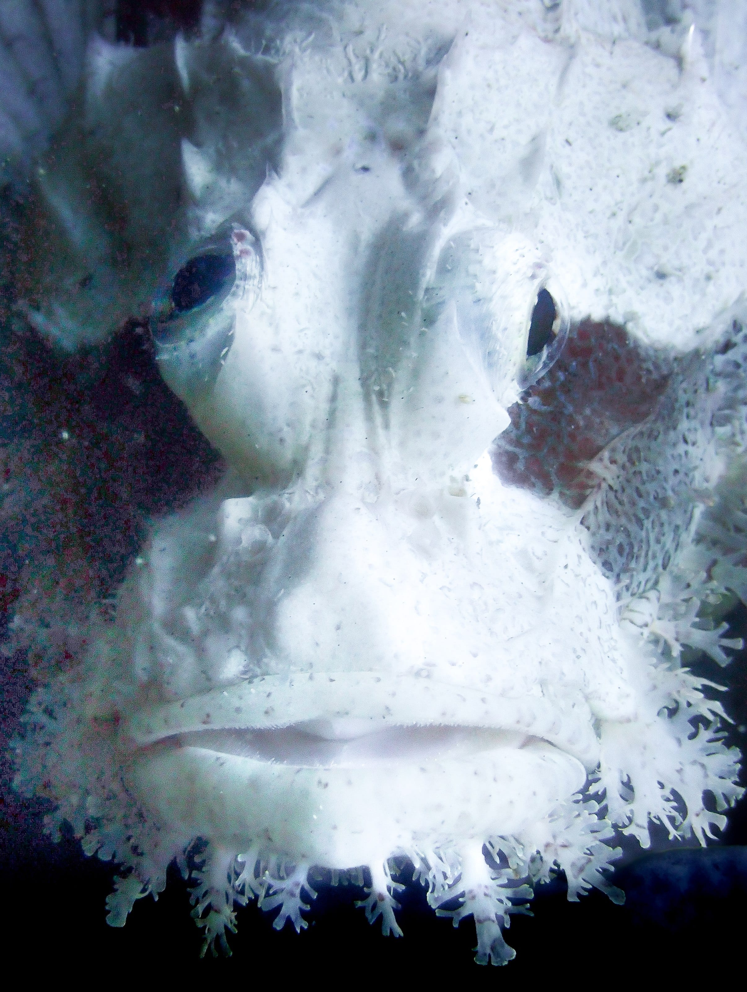 A scorpionfish picked out against black water