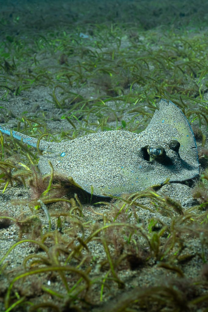A juvenile blue-spotted ray on the sand