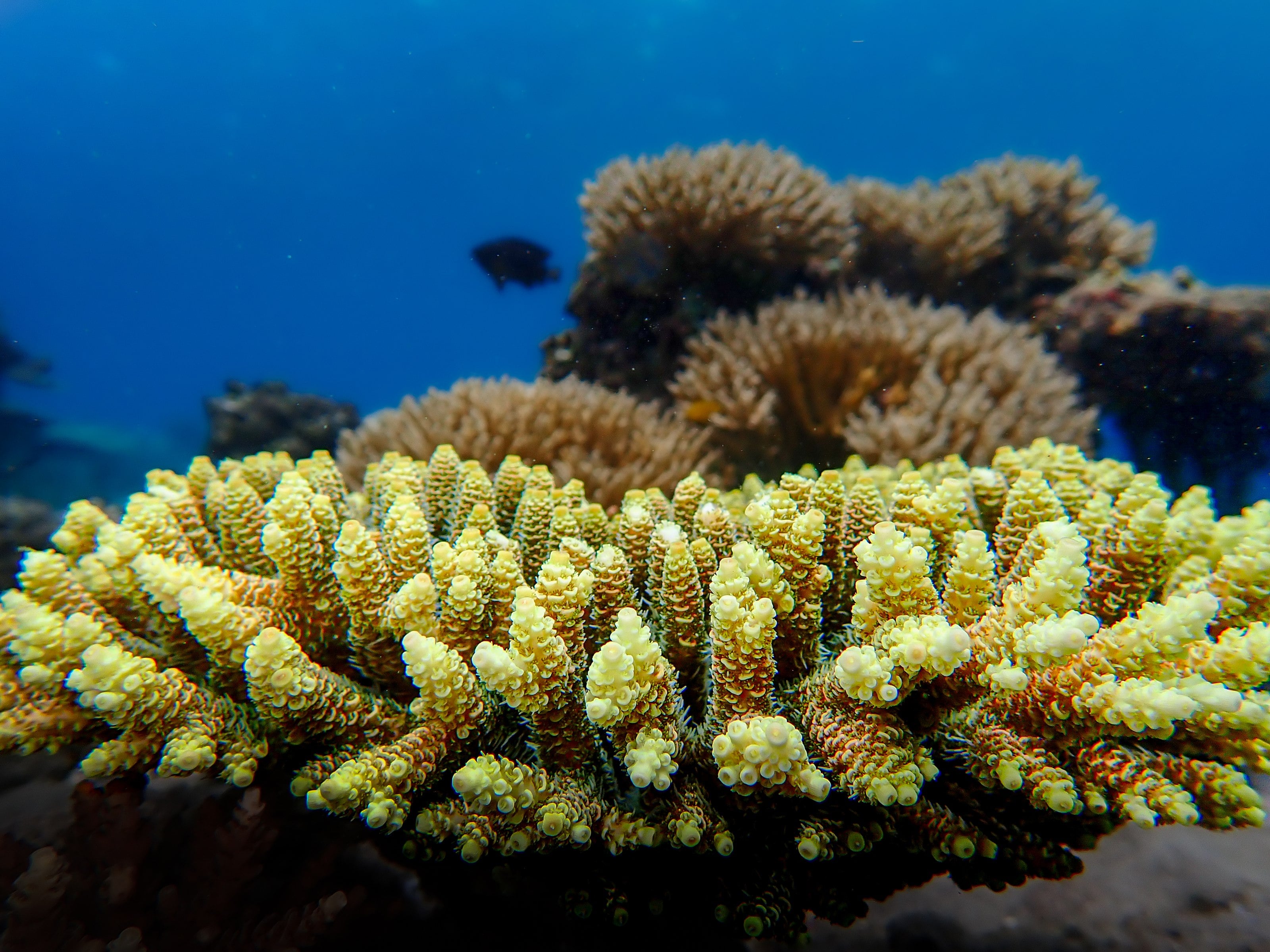 Acropora coral tables on a healthy reef