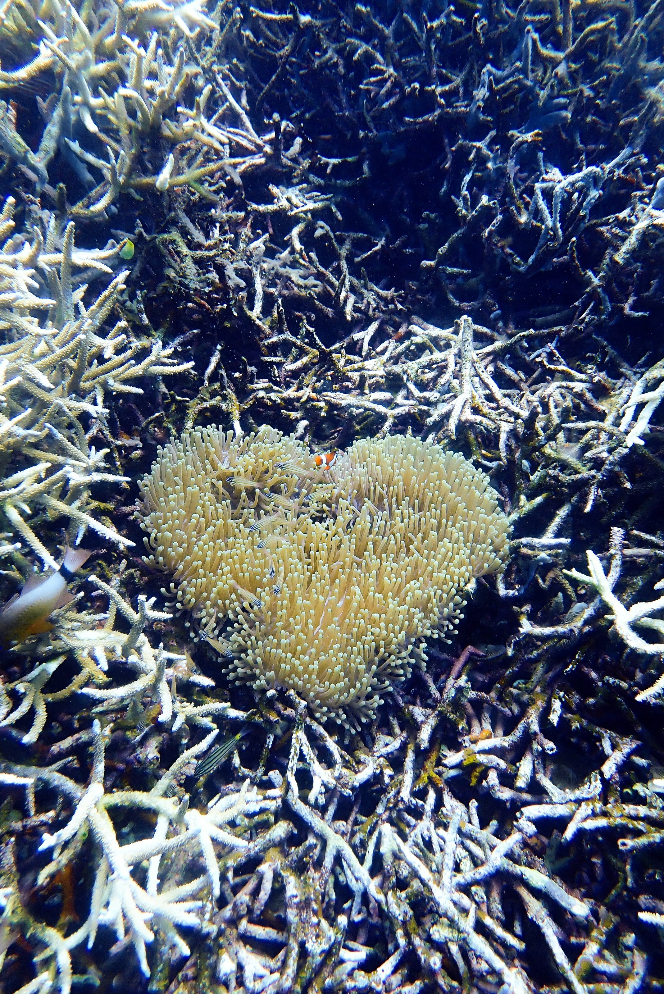 A heart-shaped anemone on a healthy reef