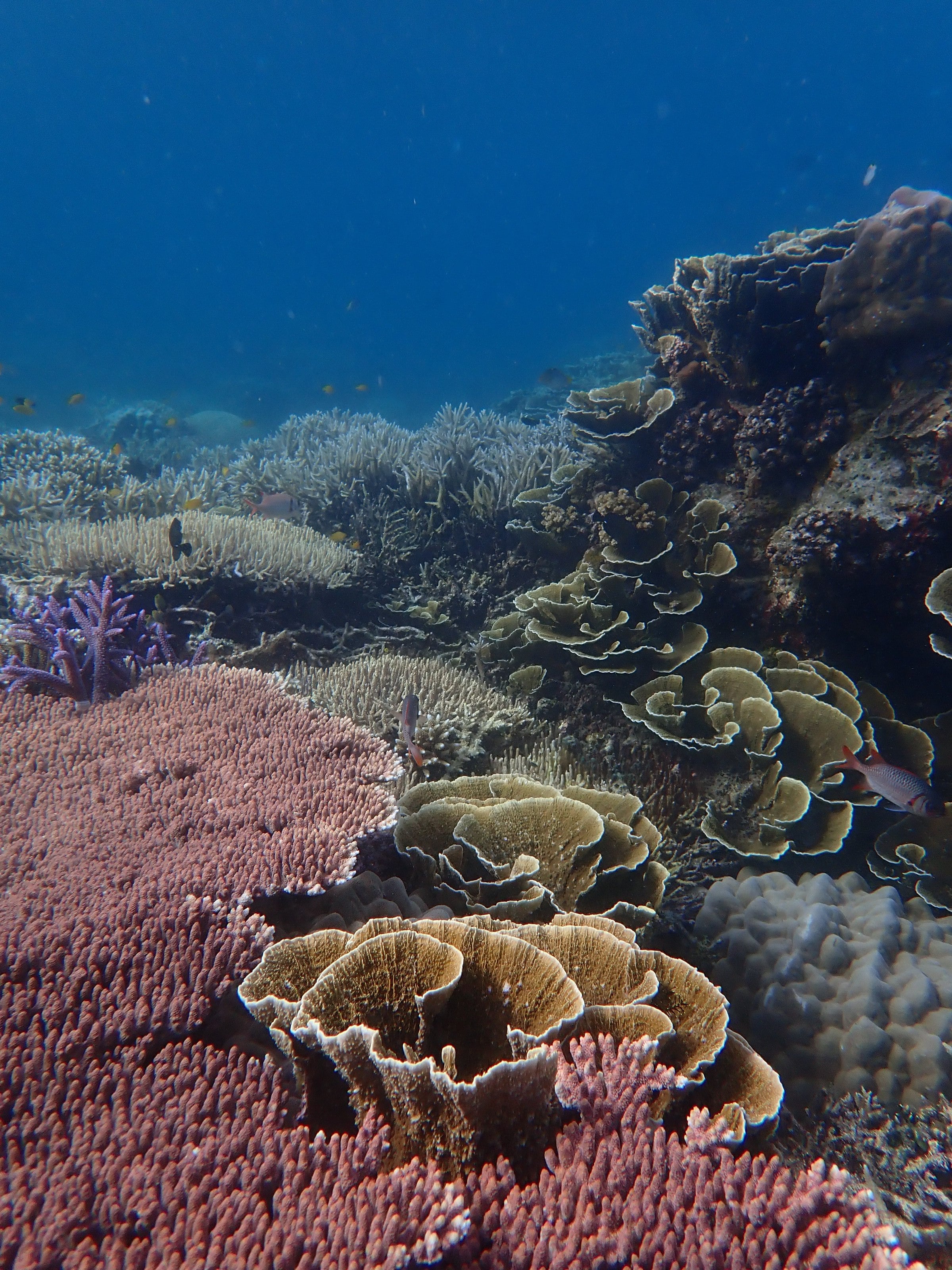 Coral reef in clear water, Dauin