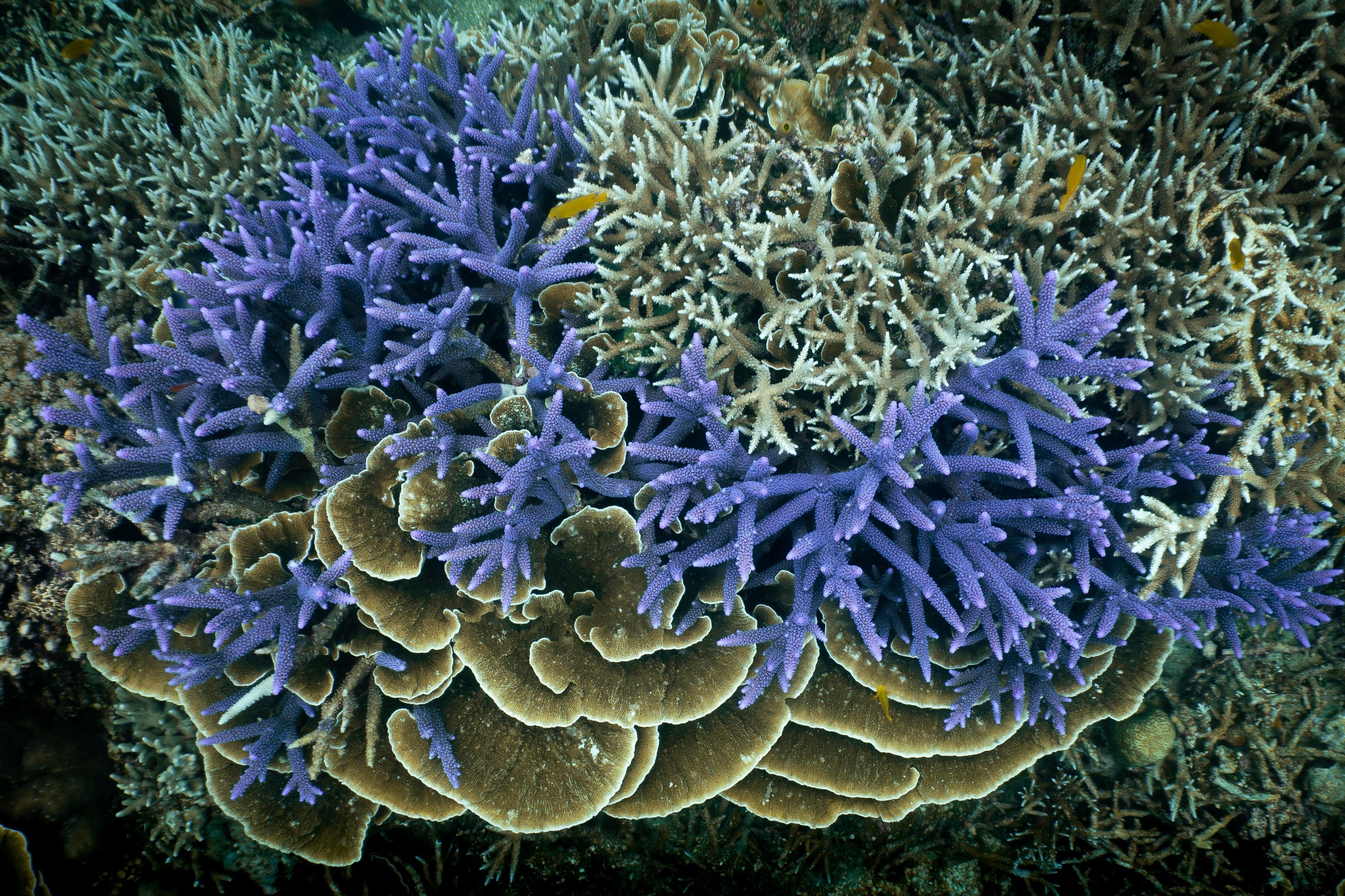 An overhead view of a healthy coral garden