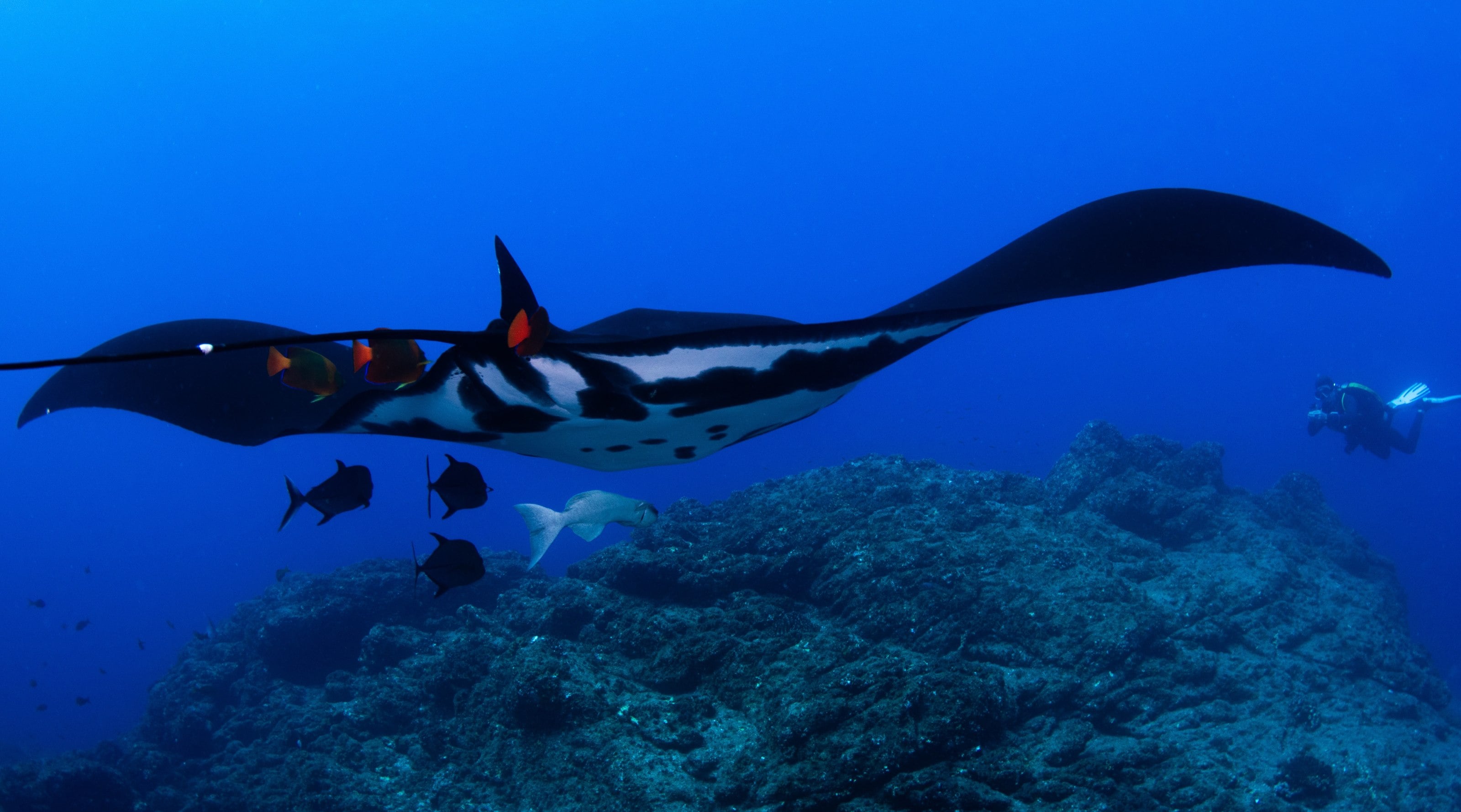 An oceanic manta ray passing over a reef in open blue water