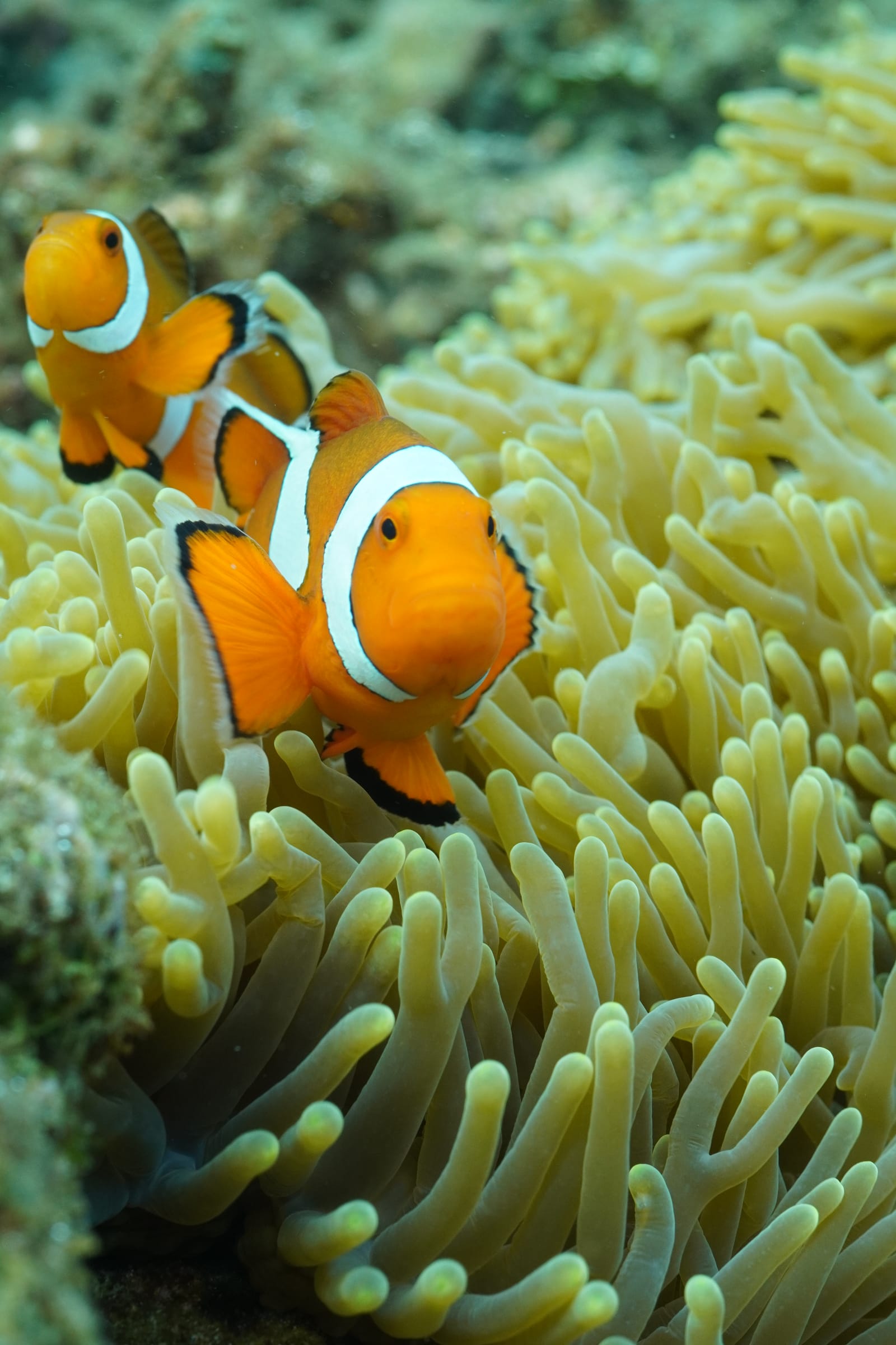 A clownfish, close up, Dauin