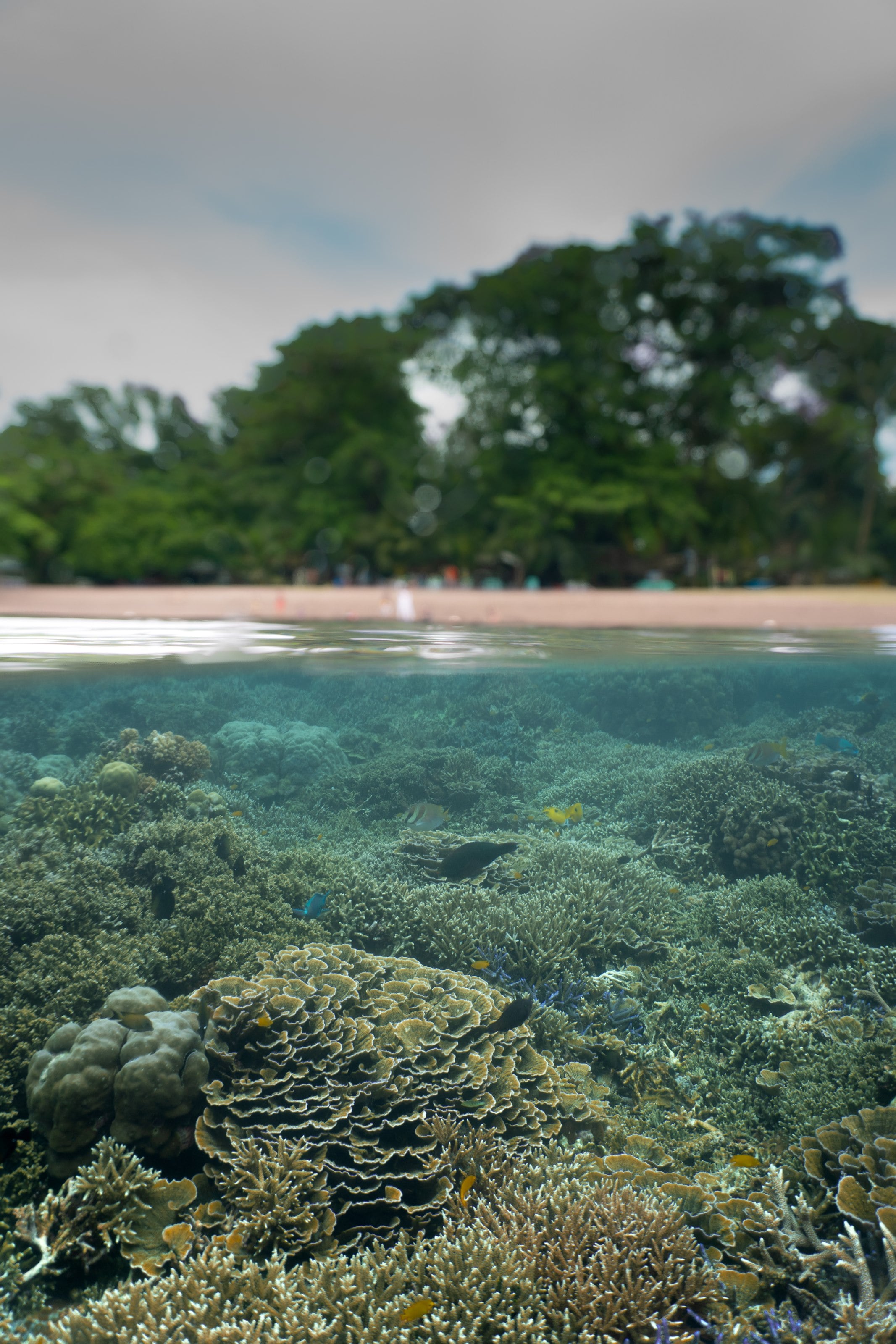 Shallow reef in clear water, Dauin