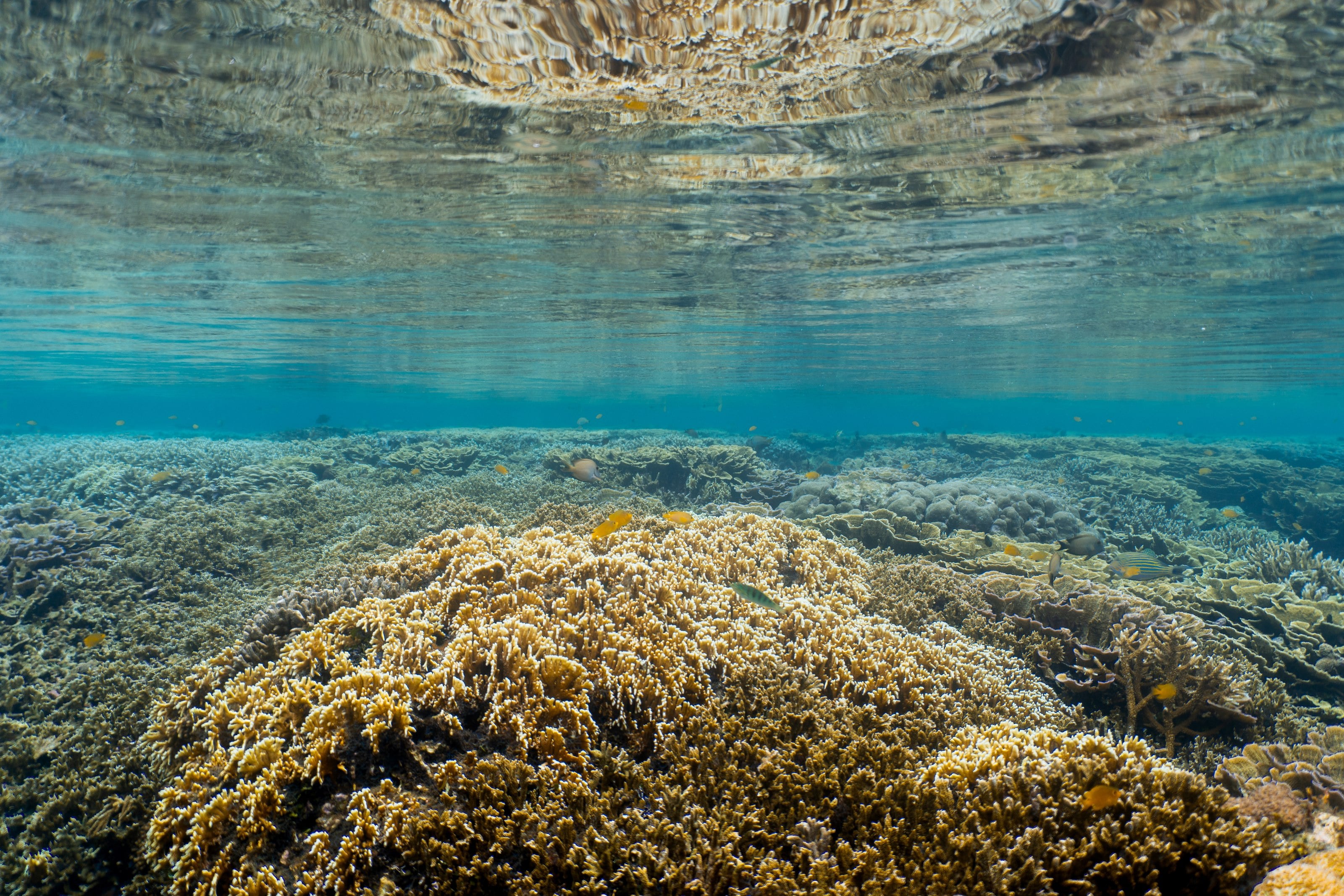 Shallows and reflection at the surface