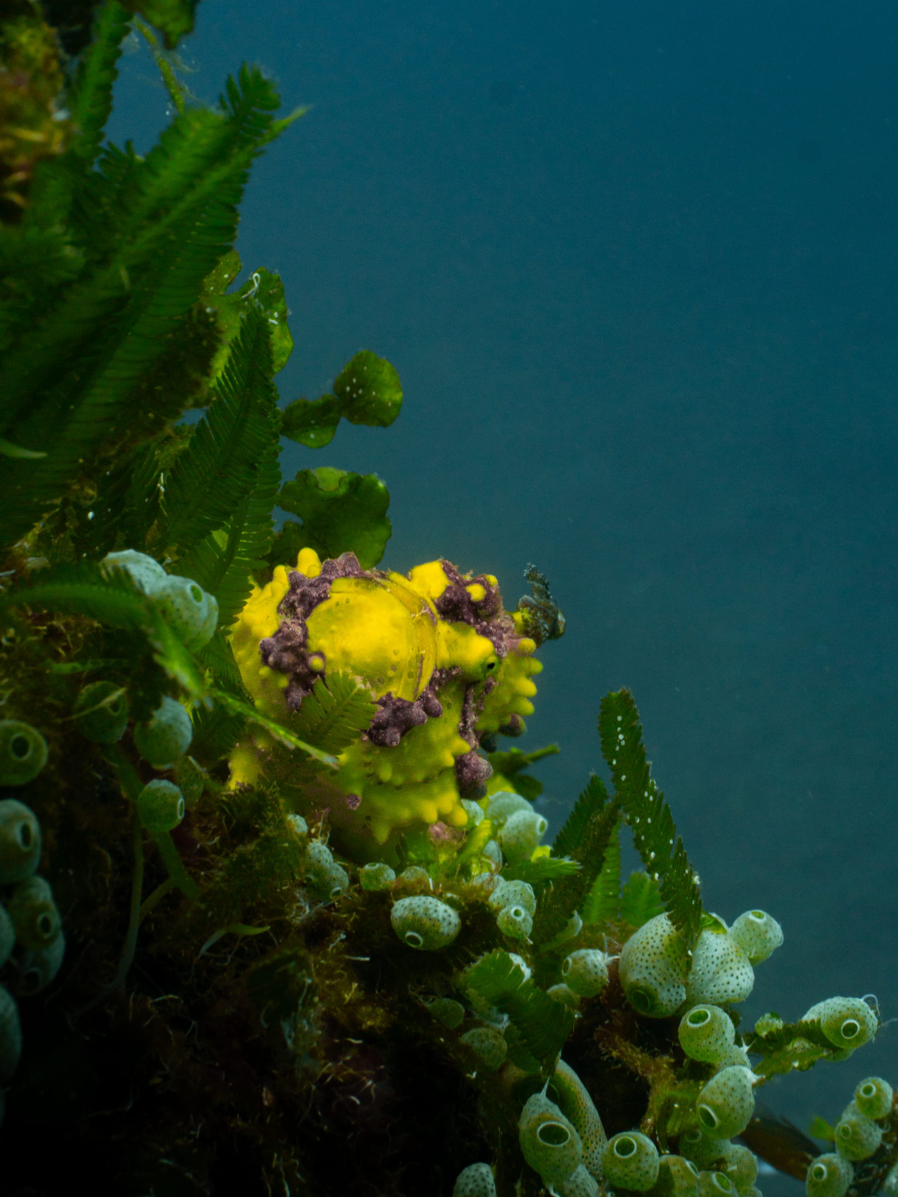A frogfish on the volcanic sand, Dauin