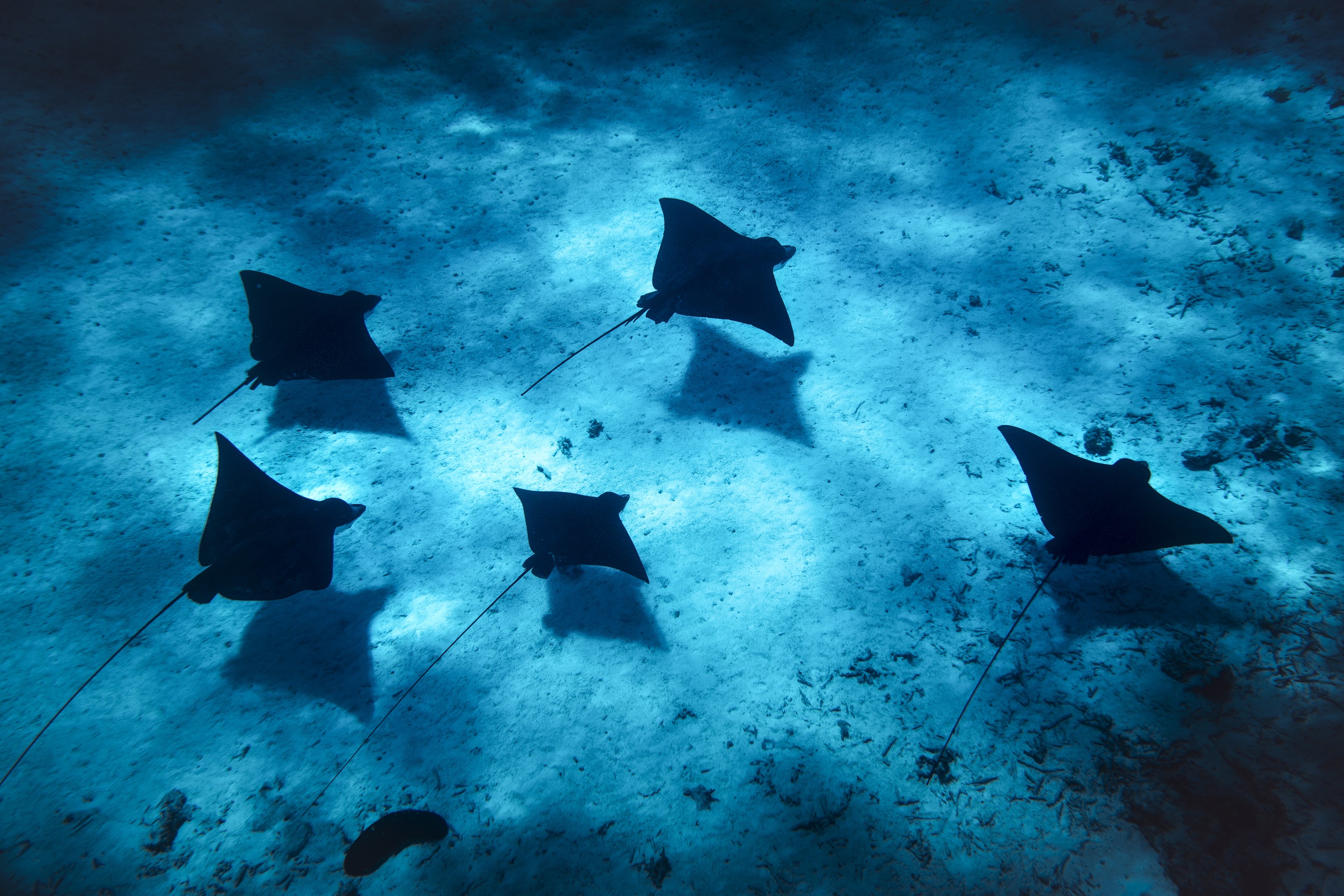 Eagle rays in shallow blue water, viewed from above