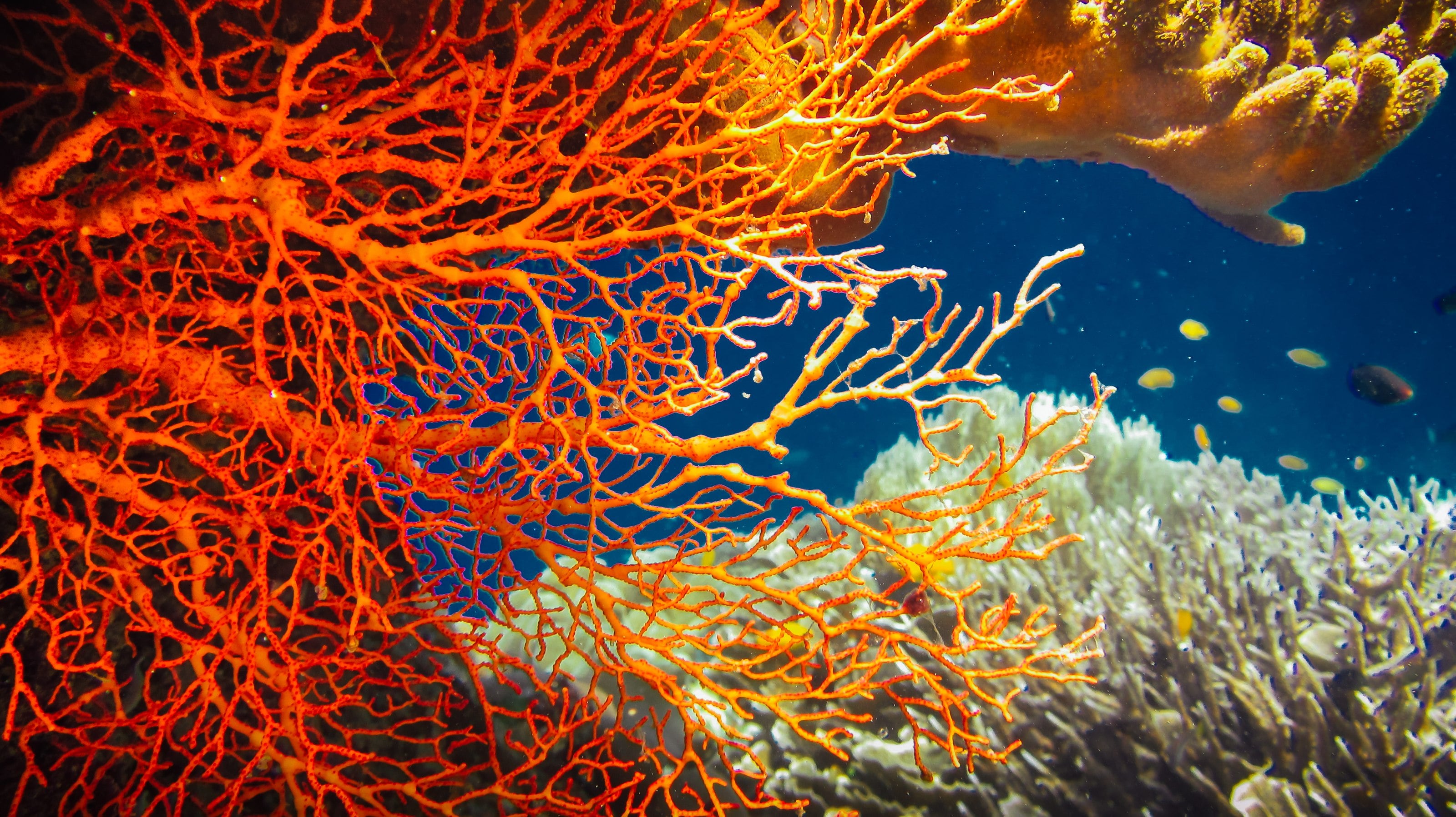 Dense hard-coral gardens on a shallow reef top