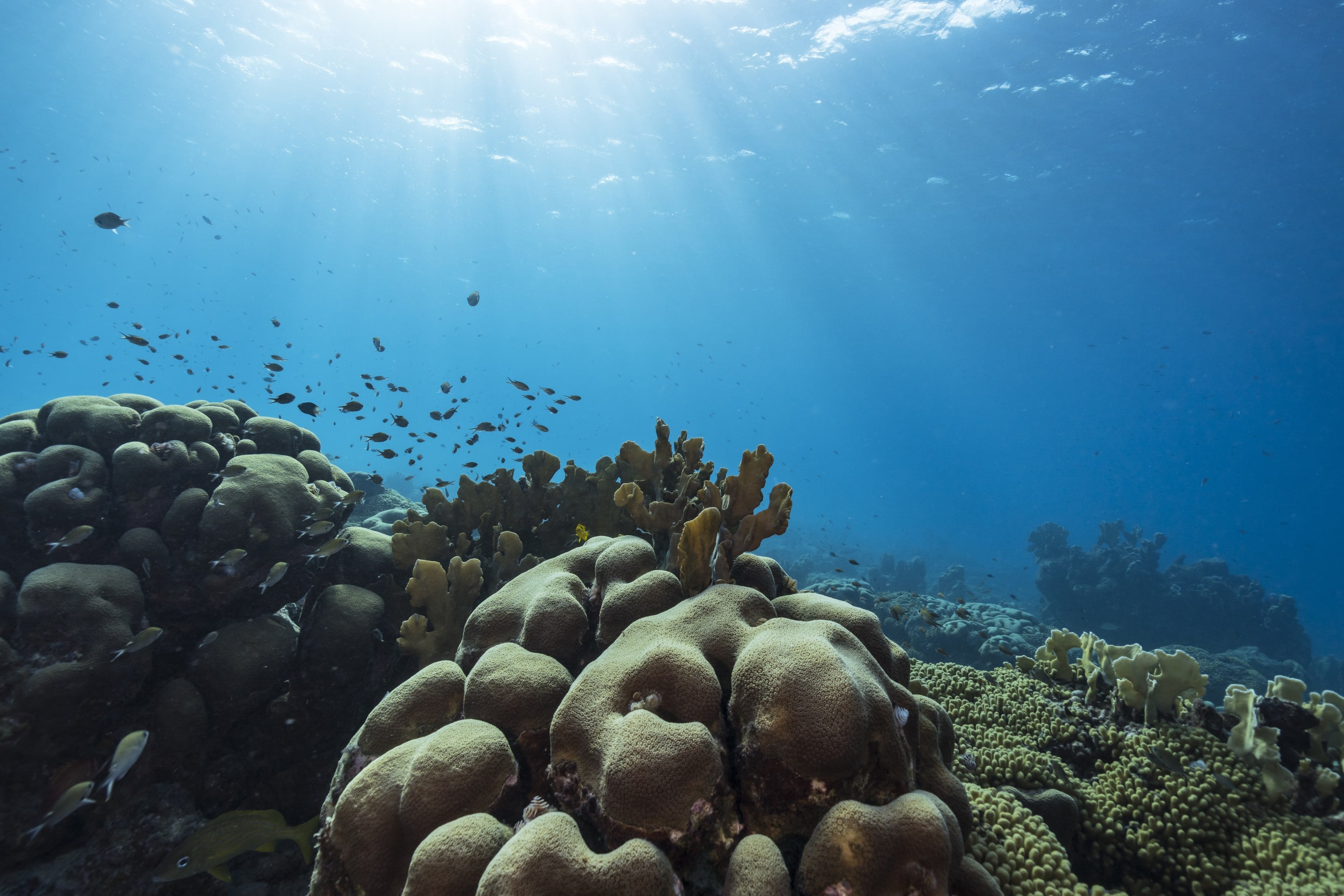 Reef fish and sponges massed over a healthy coral reef
