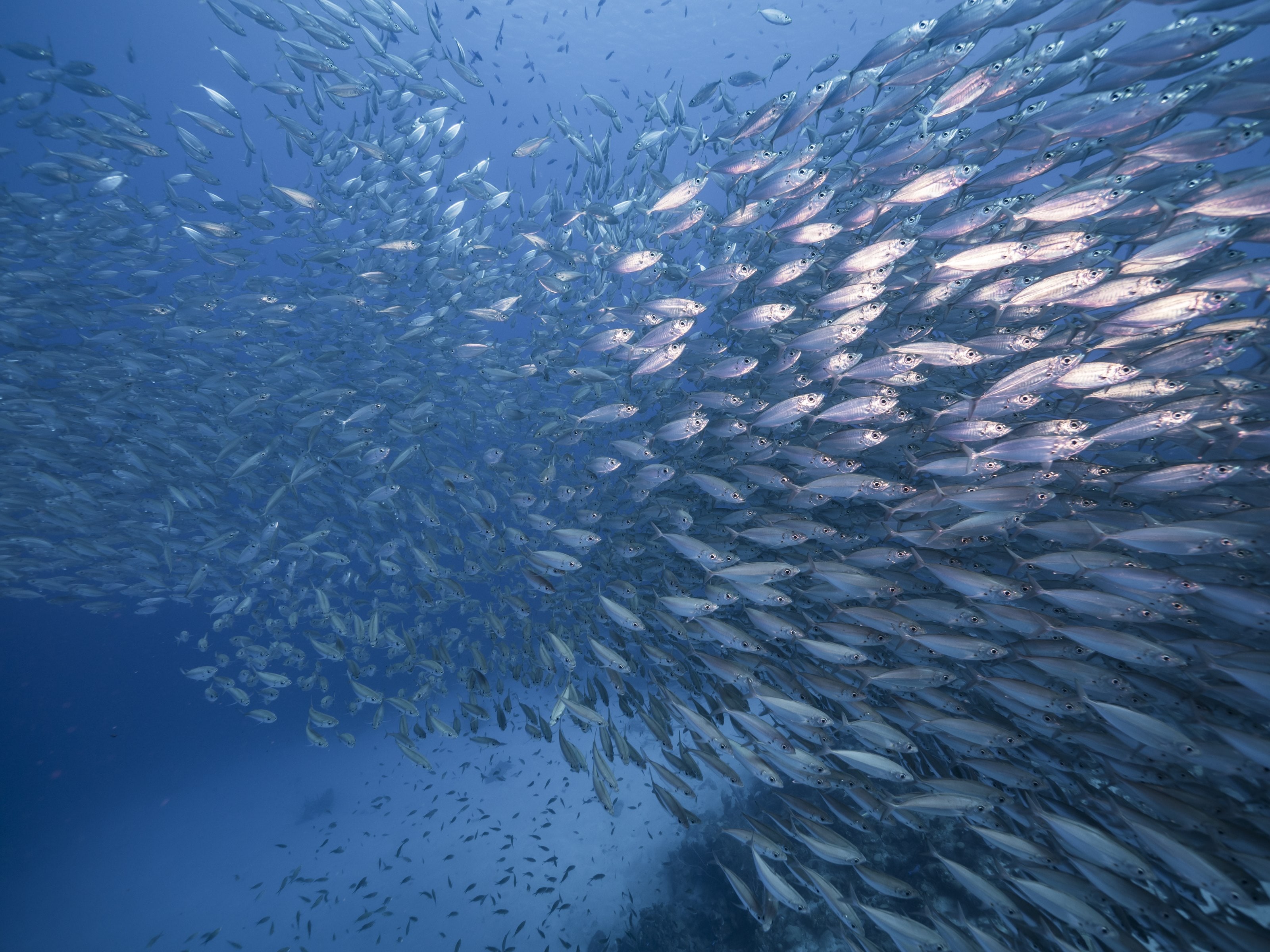 Schooling fish massed over a reef, dropping into open blue